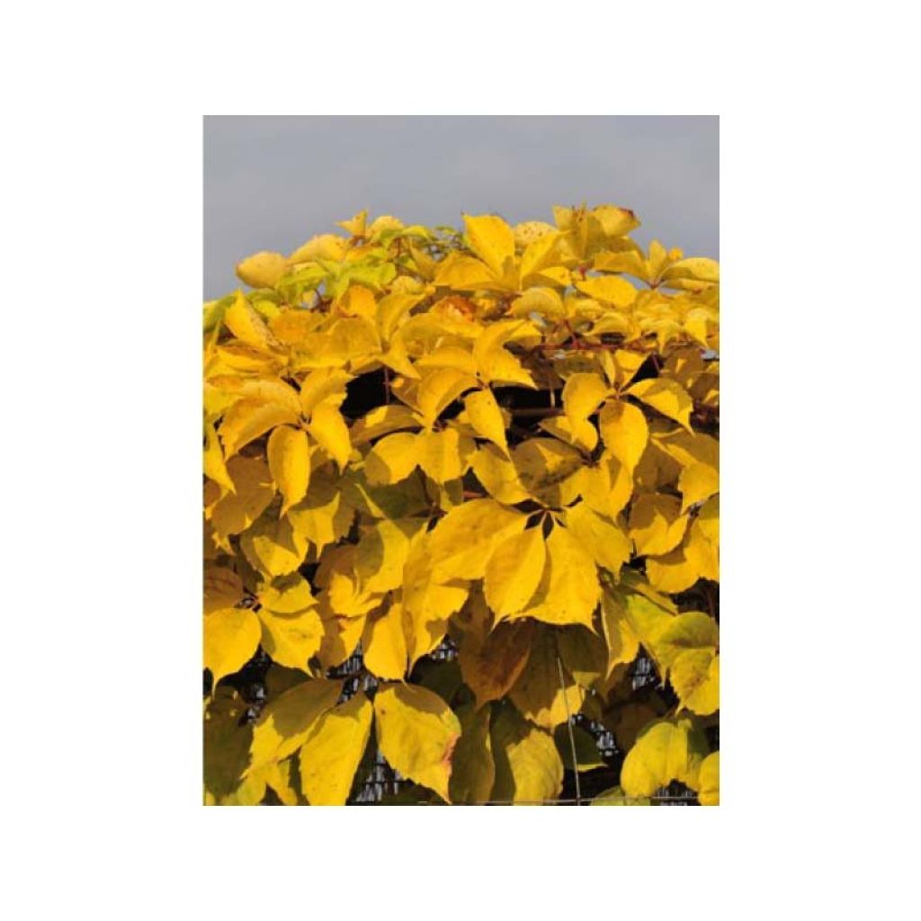 Imukärhivilliviini Yellow Wall
