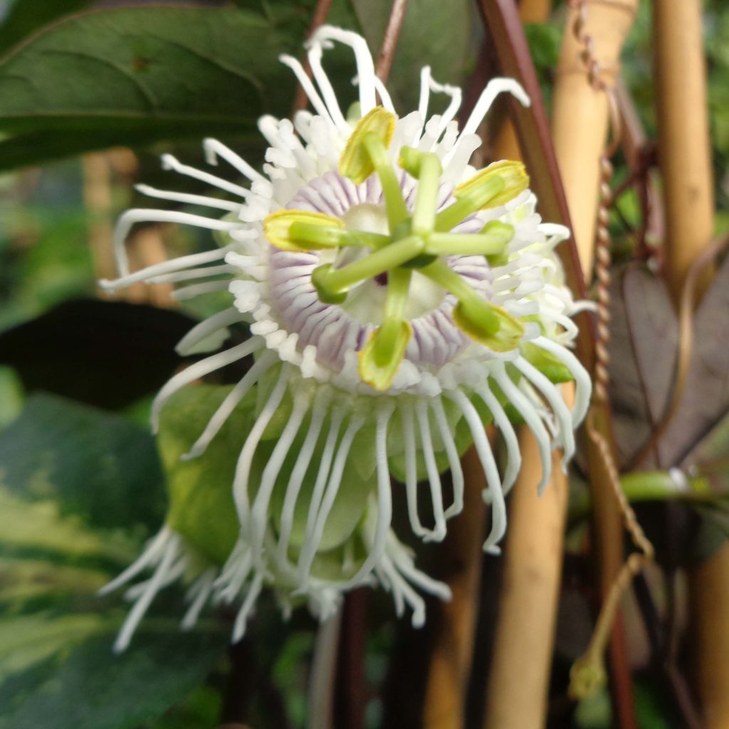 Punapassio - Passiflora edulis