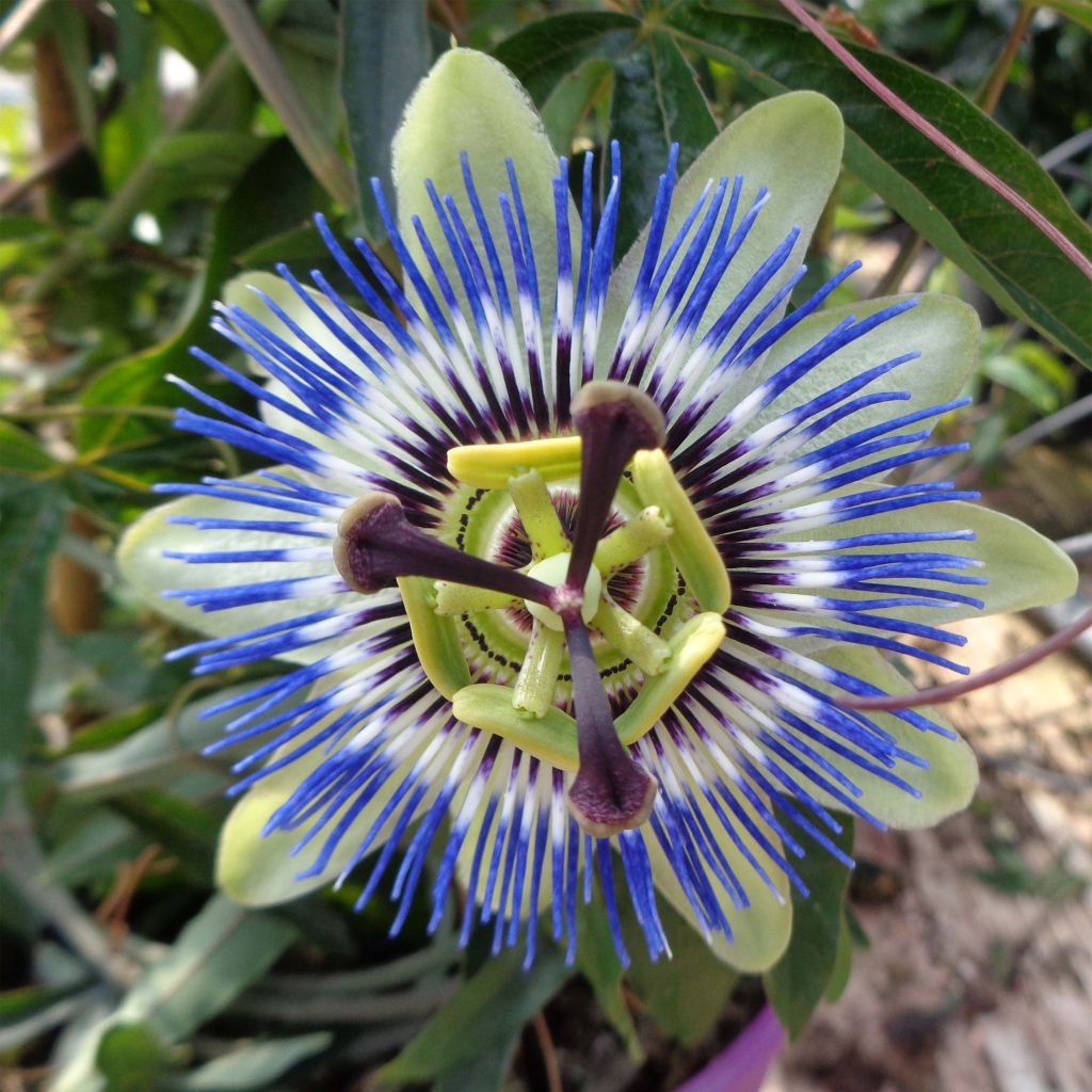 Kärsimyspassio - Passiflora caerulea