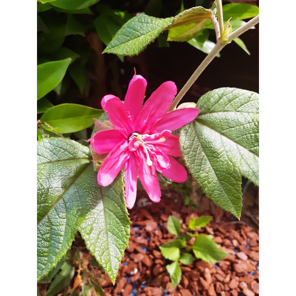 Kärsimyskukka Pink Passion