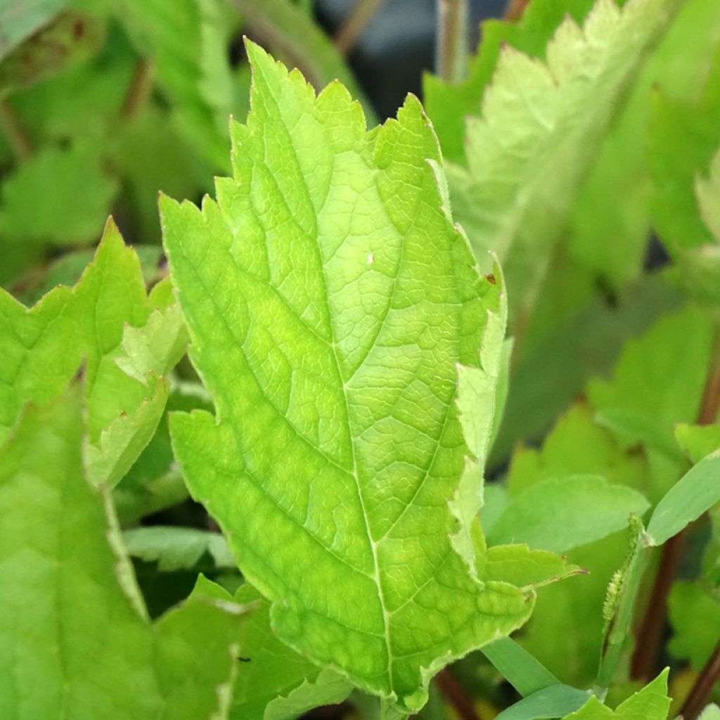 Patrinia gibbosa
