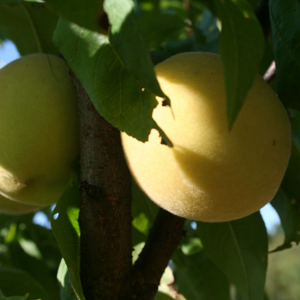 Persikka Vigne blanche luomu