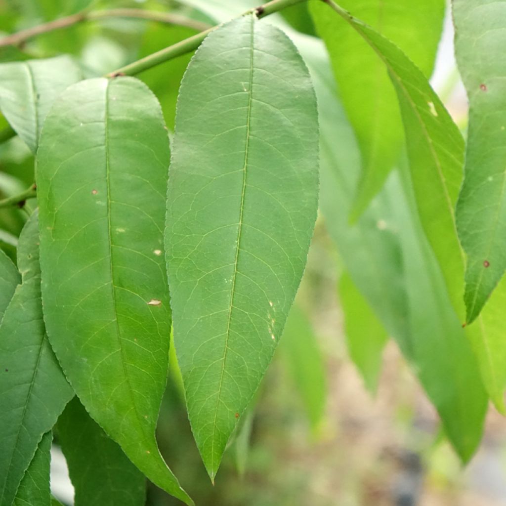 Persikka Vigne blanche