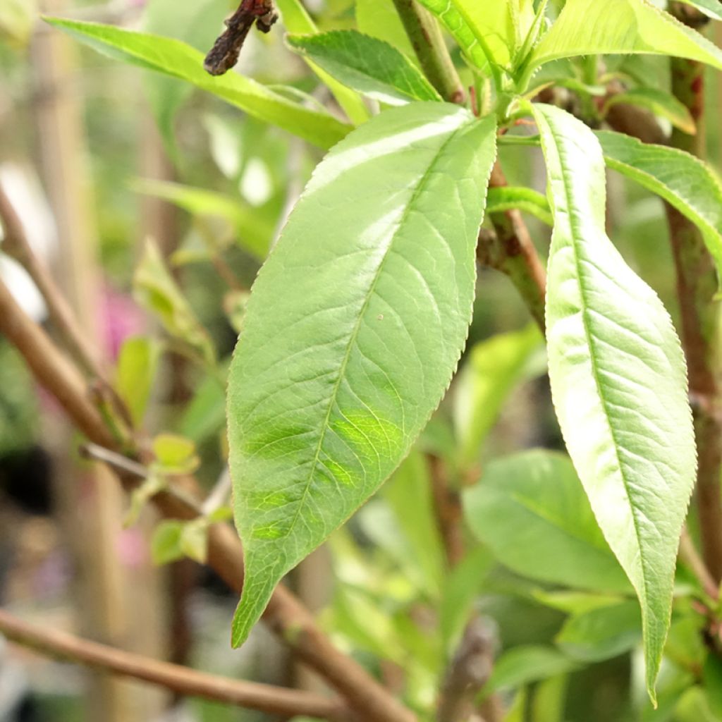 Persikka Michelini