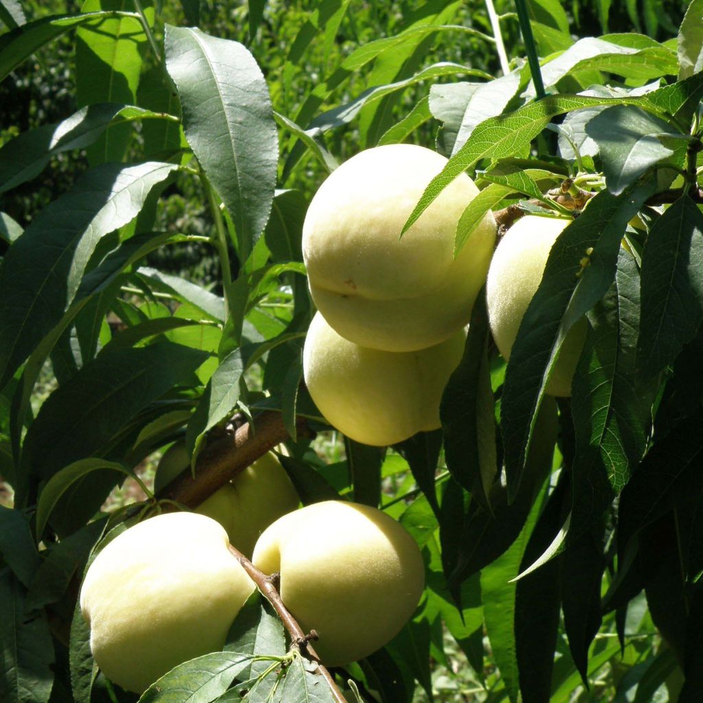 Persikka Ice Peach Gelo Fruit Me