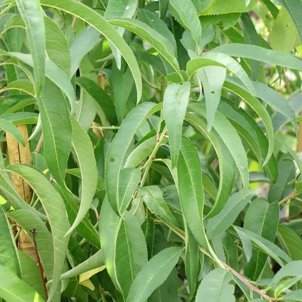 Lattapersikka Platicarpa bianca