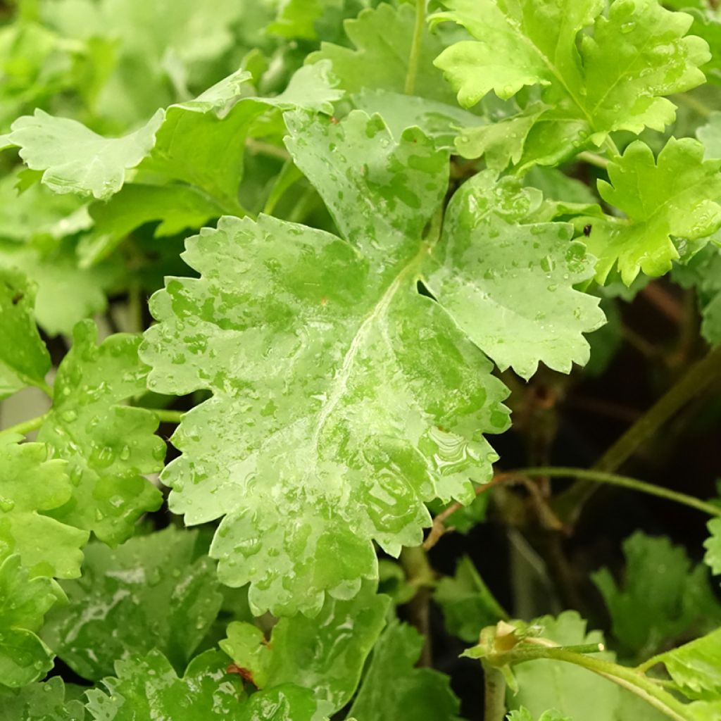 Pelargoni - Pelargonium gibbosum