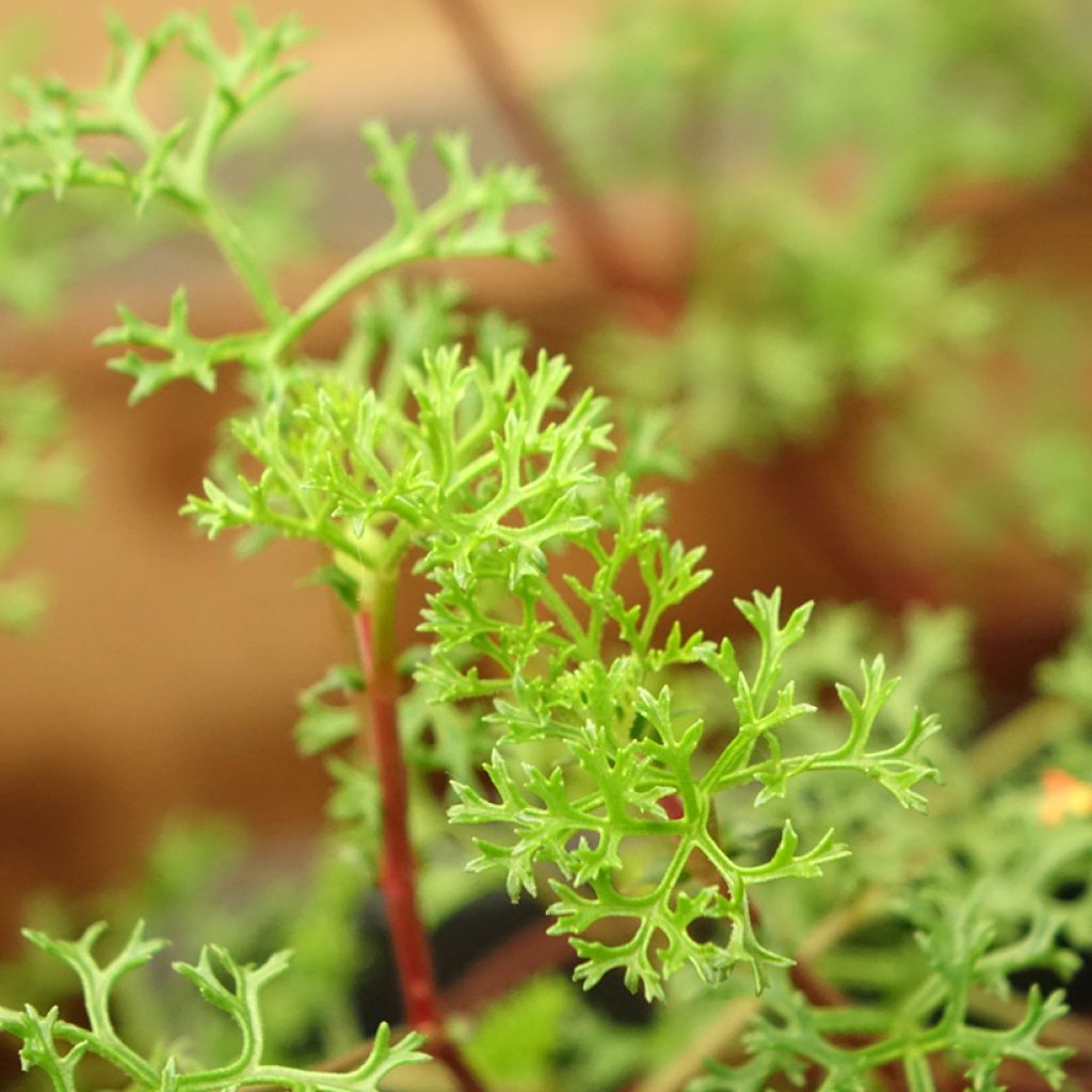 Tuoksupelargoni - Pelargonium fruticosum
