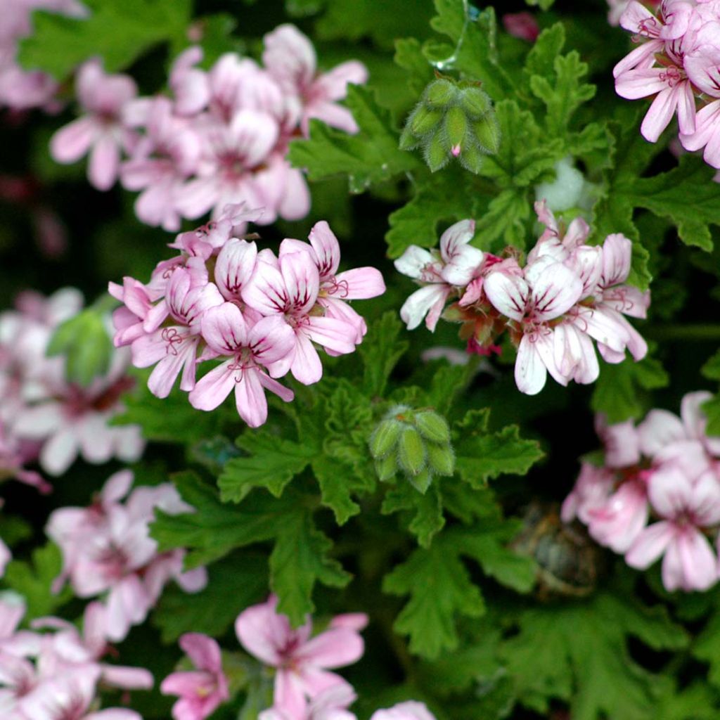 Tuoksupelargoni - Pelargonium graveolens