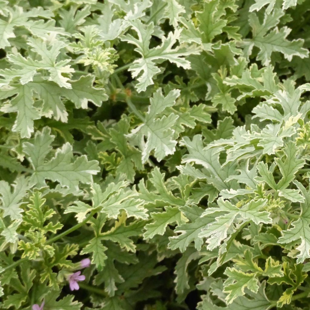 Tuoksupelargoni Grey Lady Plymouth