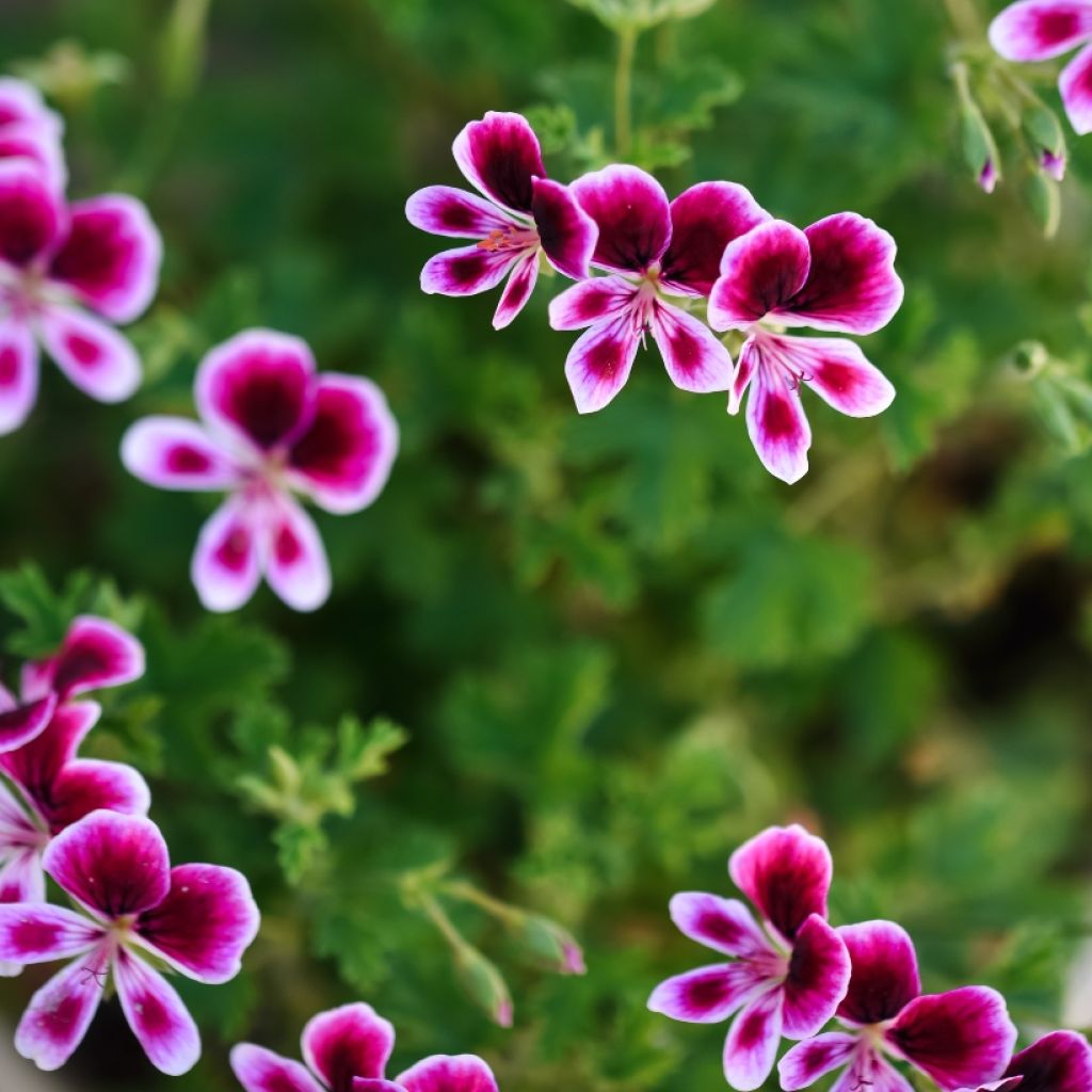 Enkelipelargoni Mosquitaway Eva