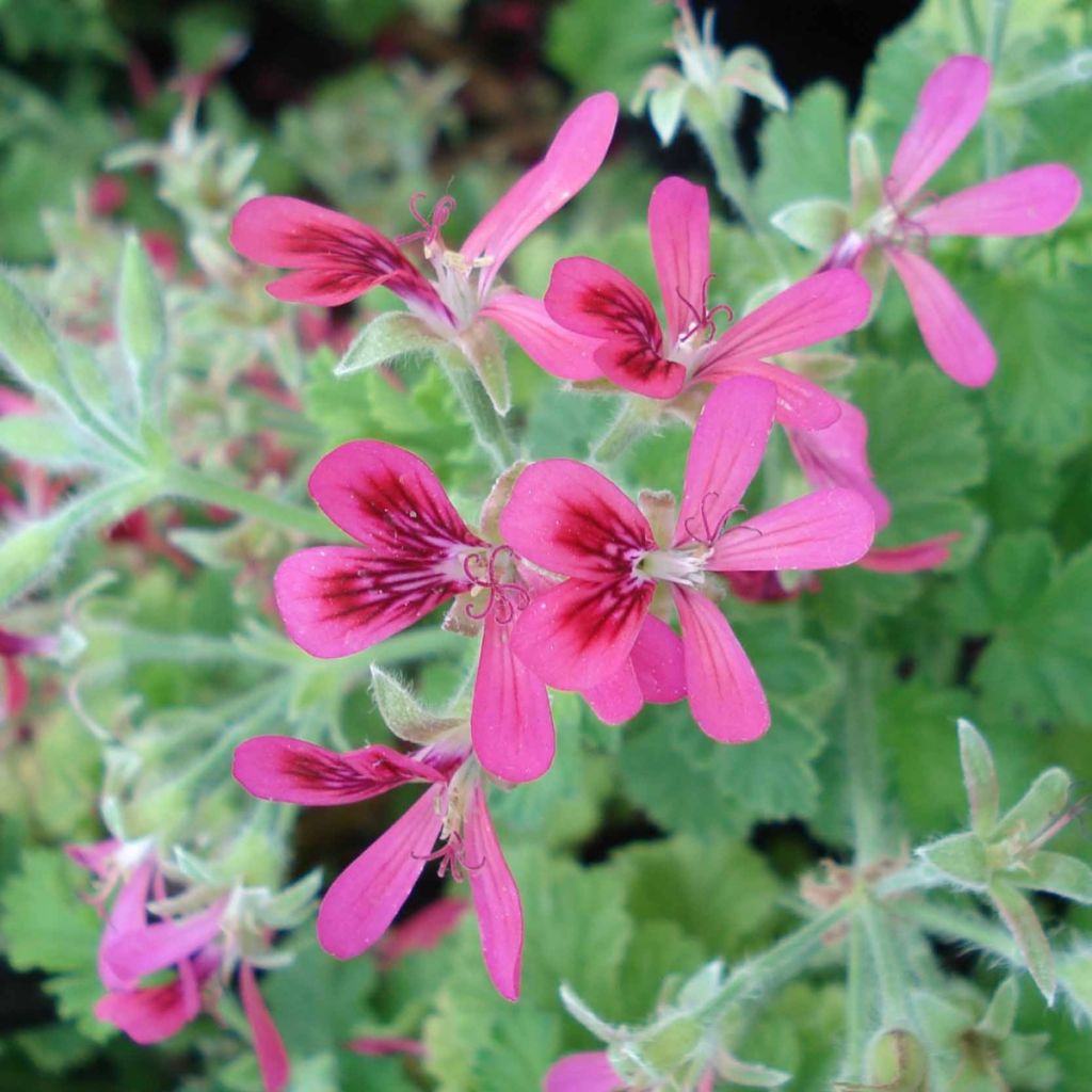 Tuoksupelargoni Concolor Lace