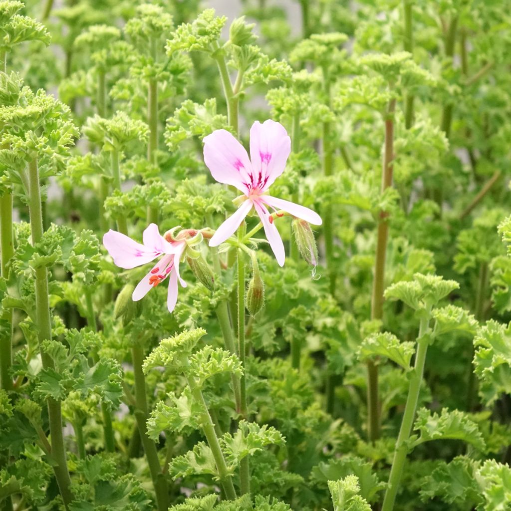 Sitruunapelargoni Minor