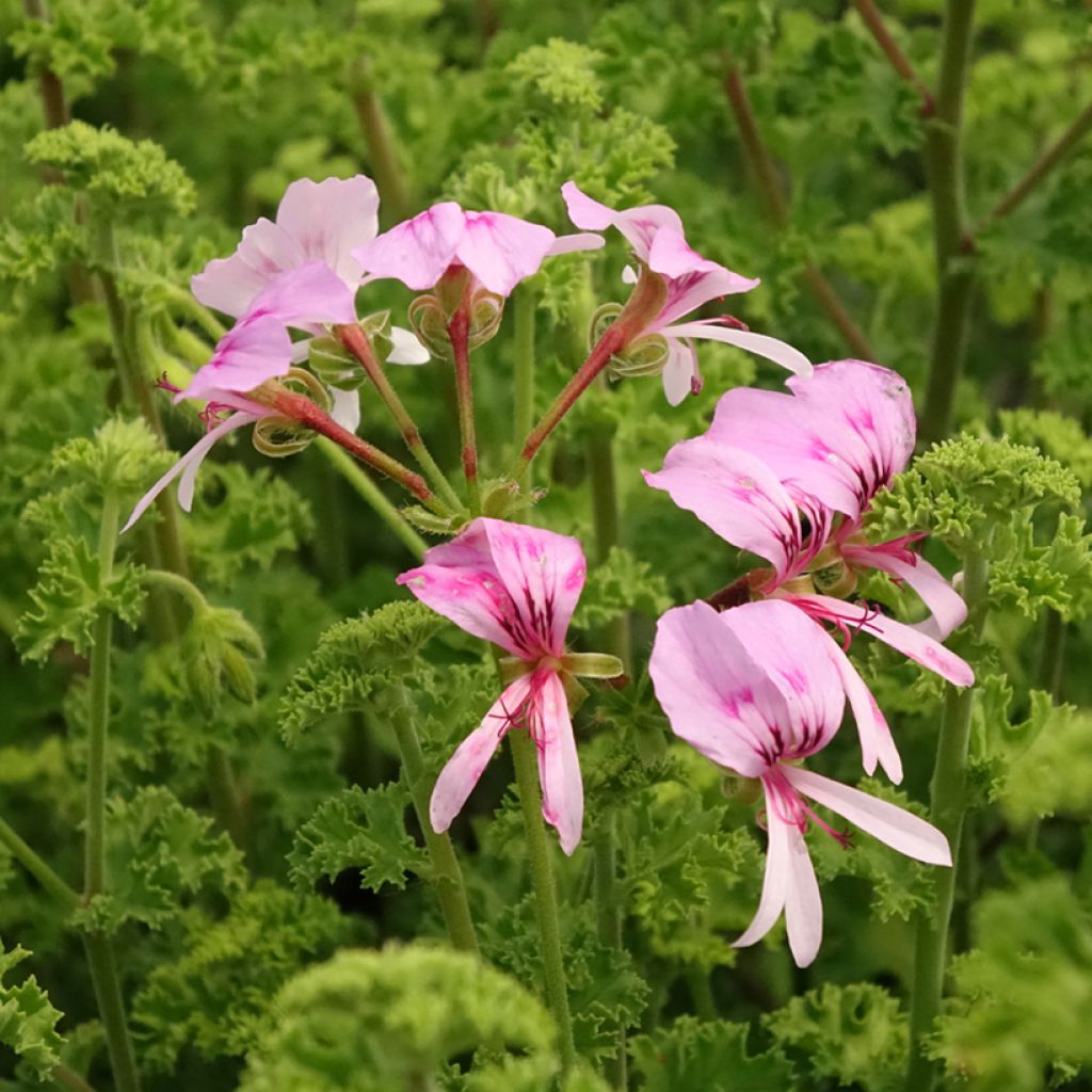 Sitruunapelargoni Minor