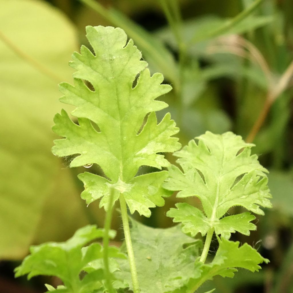 Tuoksupelargoni - Pelargonium ionidiflorum