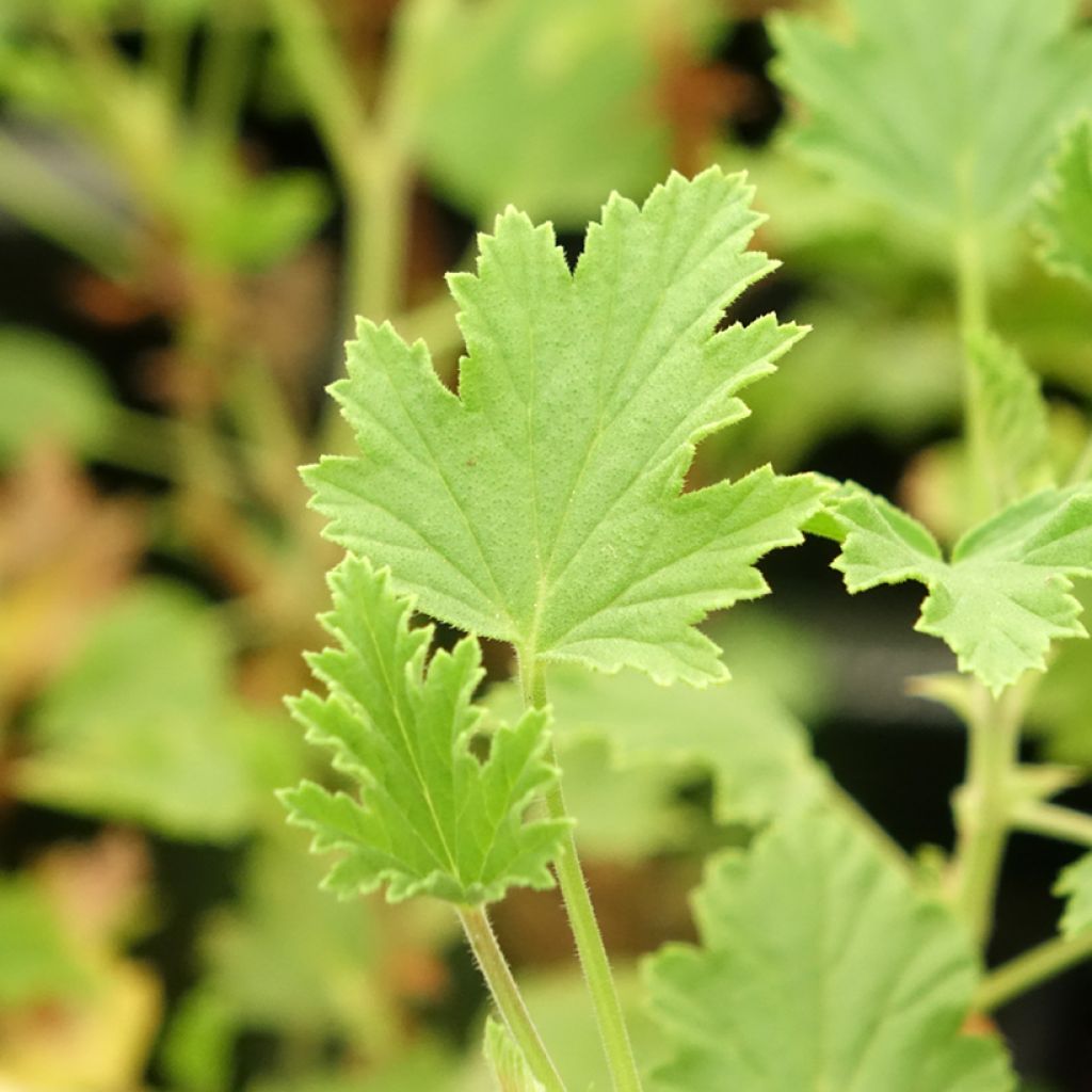 Tuoksupelargoni Lemon fancy