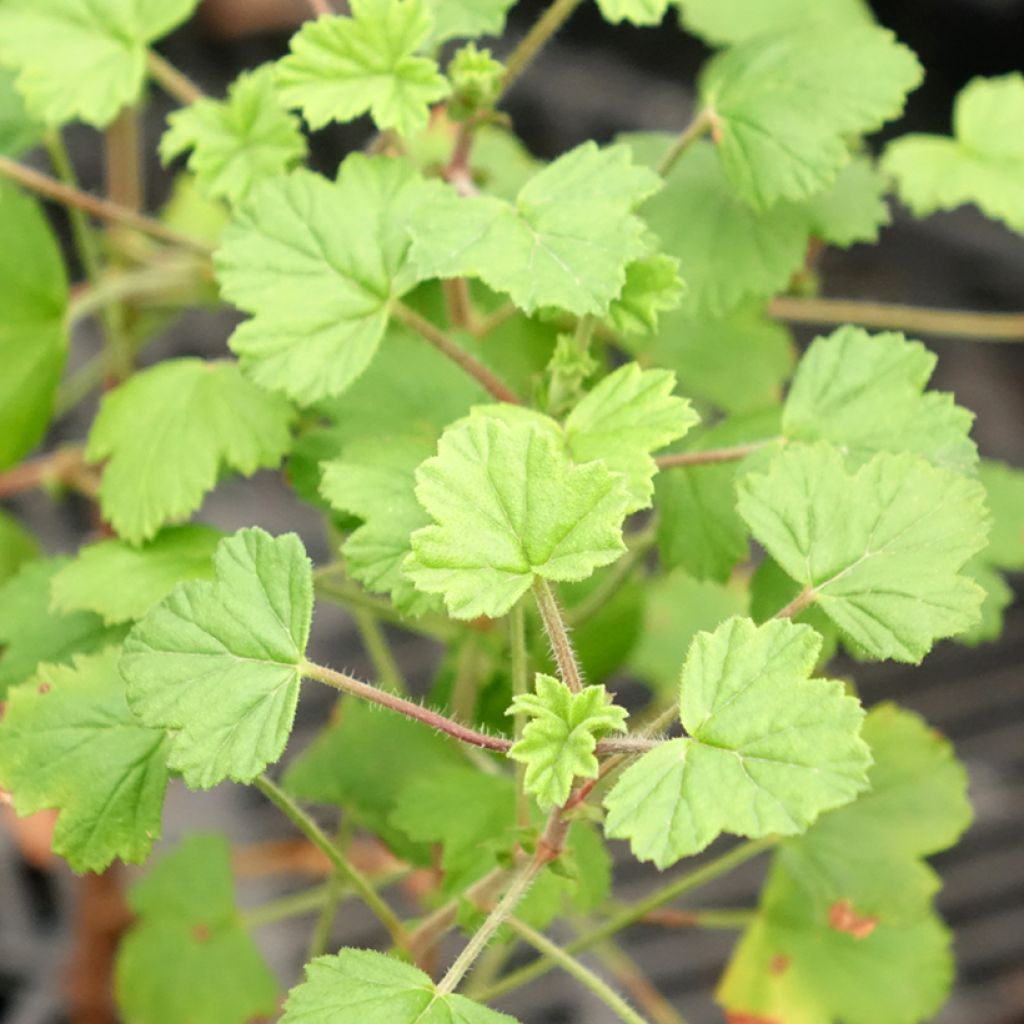 Tuoksupelargoni Pink Capricorn