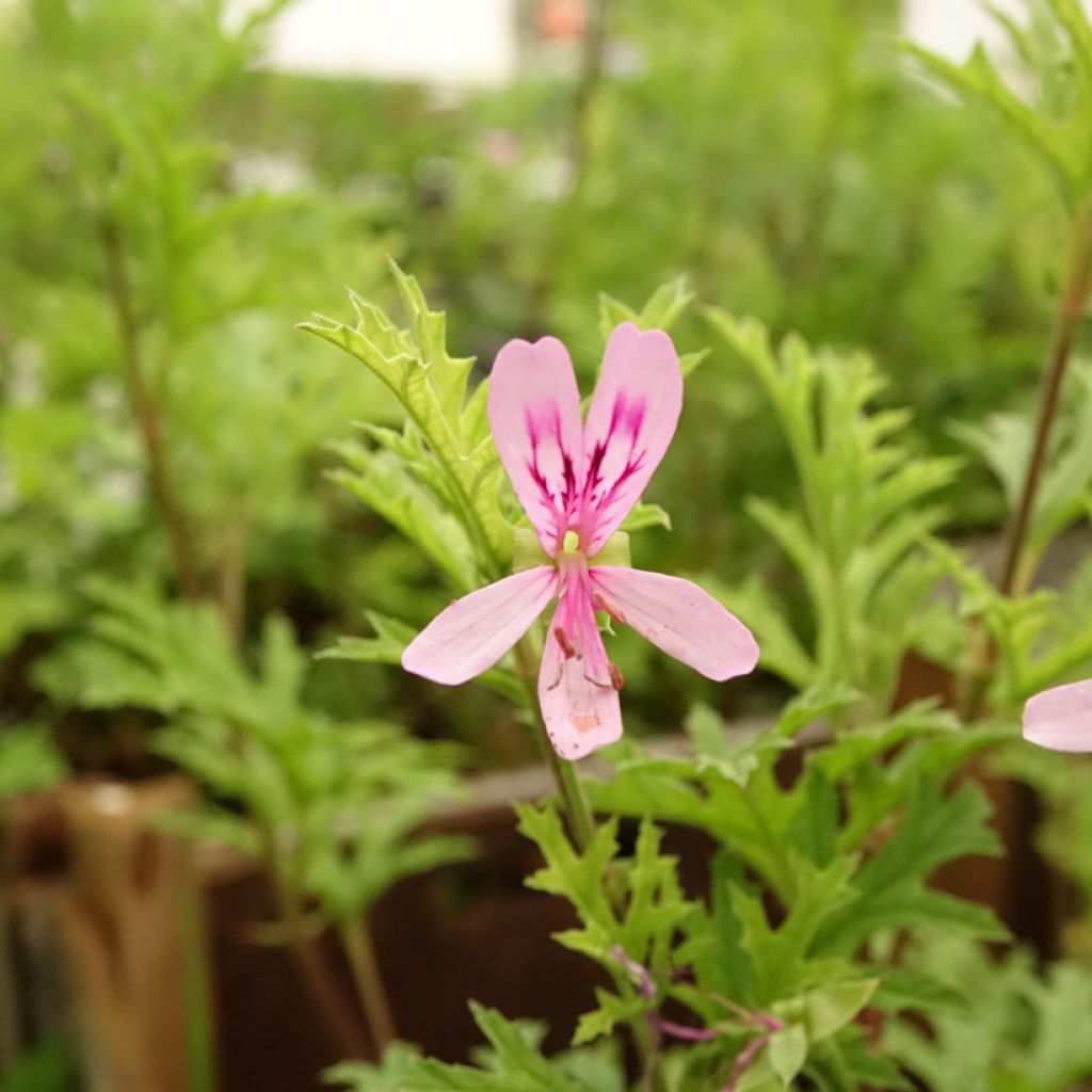 Tuoksupelargoni - Pelargonium pseudoglutinosum
