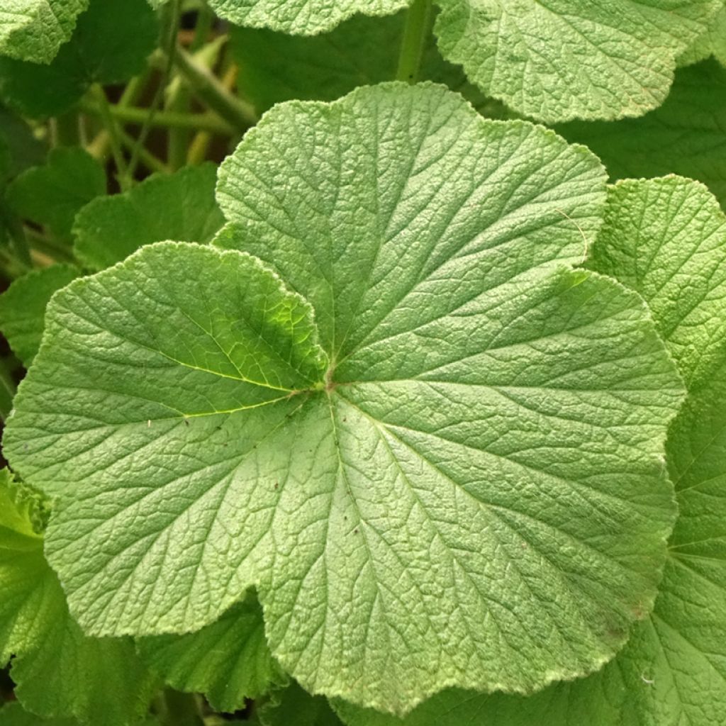 Pelargoni - Pelargonium papilionaceum