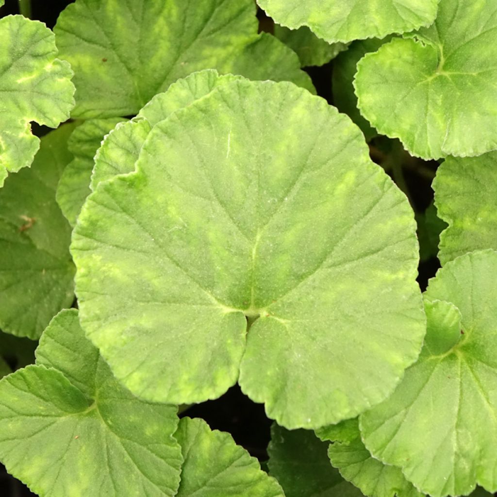 Pelargoni - Pelargonium reniforme