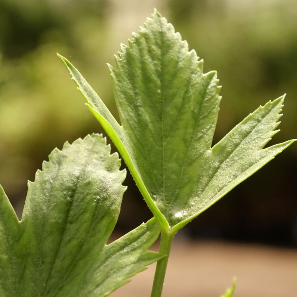 Pelargoni - Pelargonium x tricuspidatum