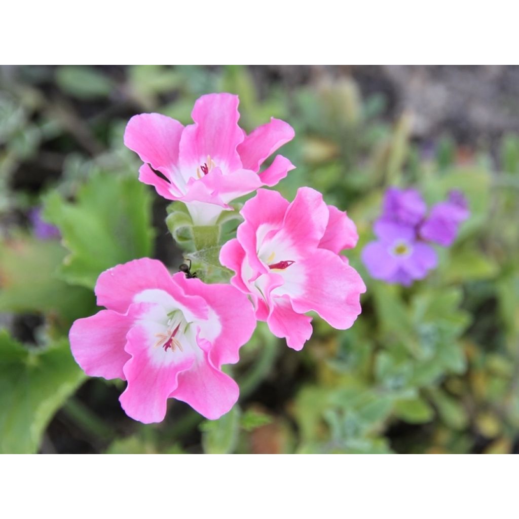 Enkelipelargoni Bermuda Pink