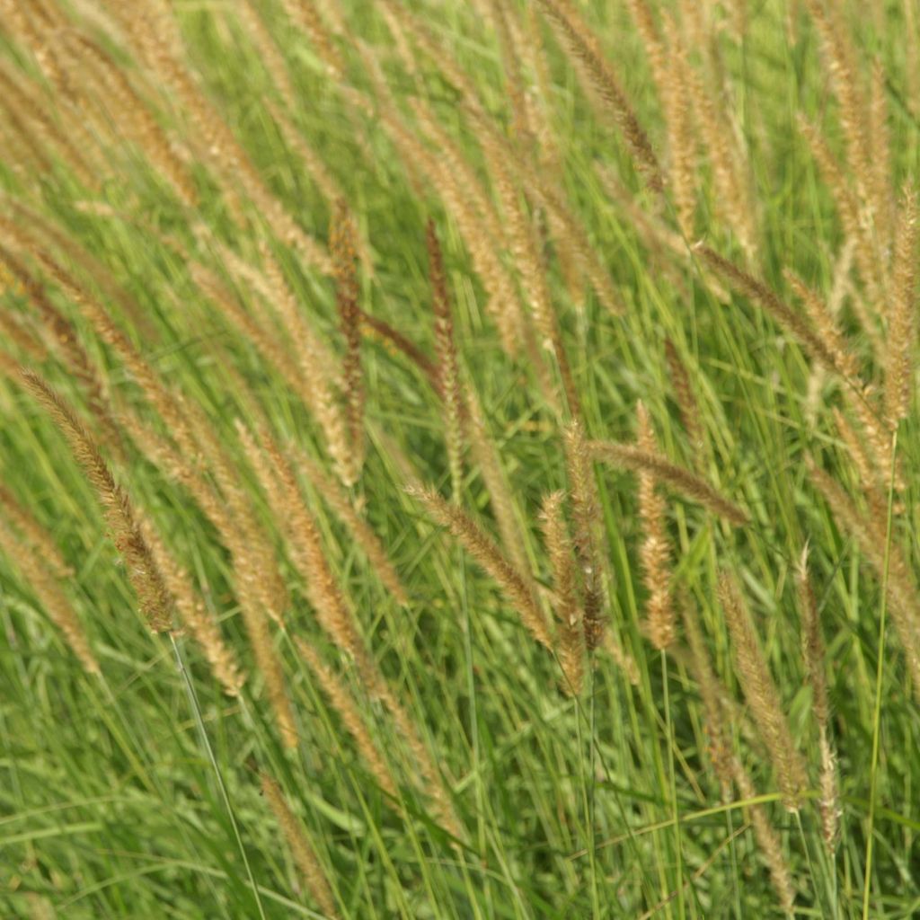 Sulkahirssi - Pennisetum incomptum