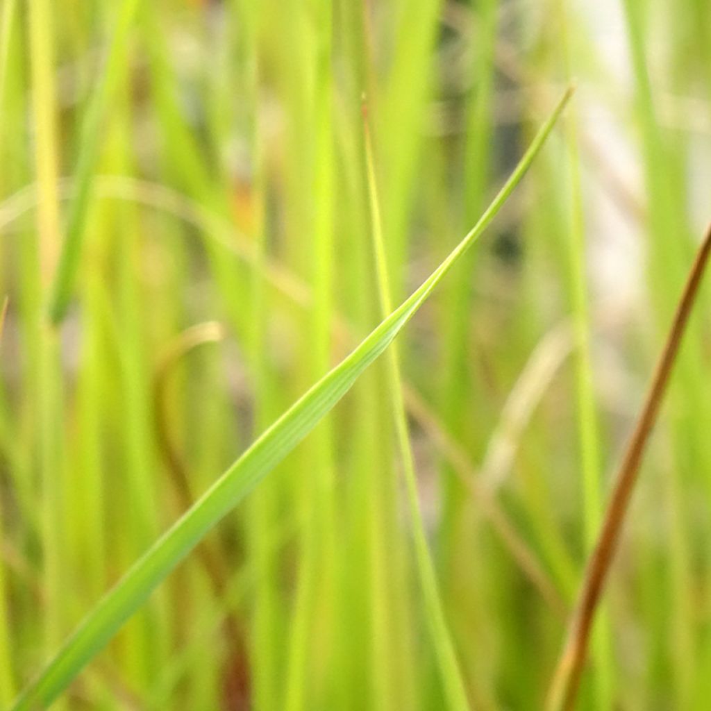 Sulkahirssi - Pennisetum macrourum