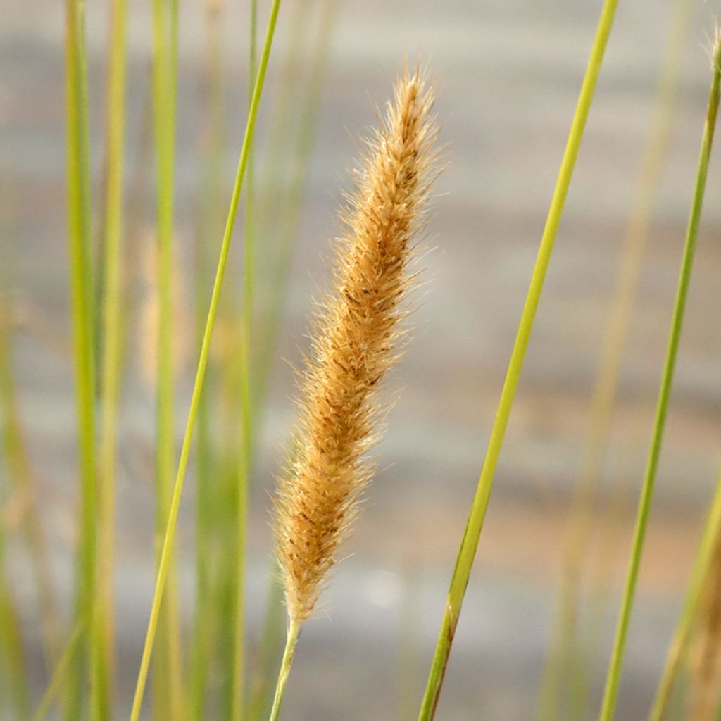 Sulkahirssi - Pennisetum macrourum