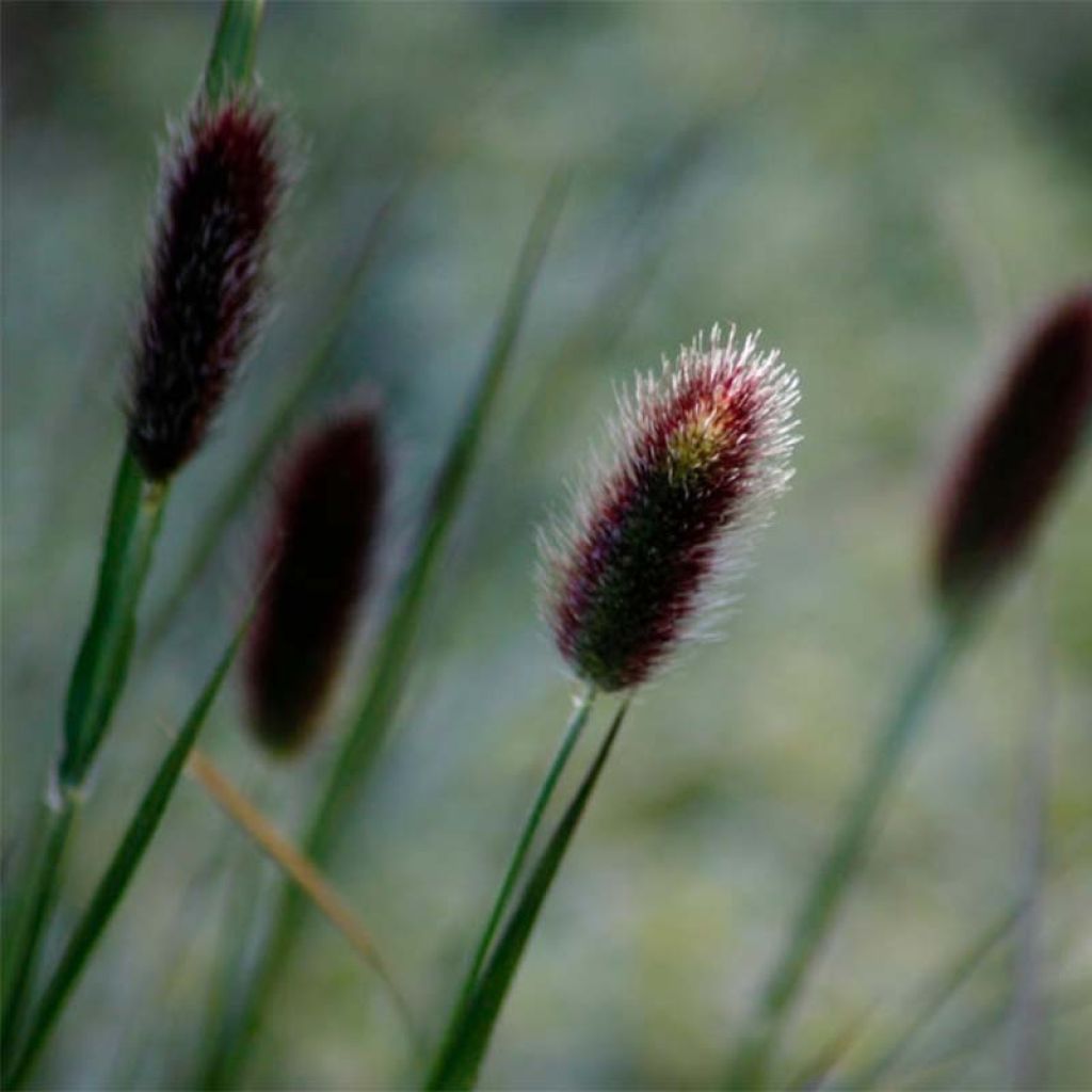 Sulkasulkahirssi - Pennisetum thunbergii