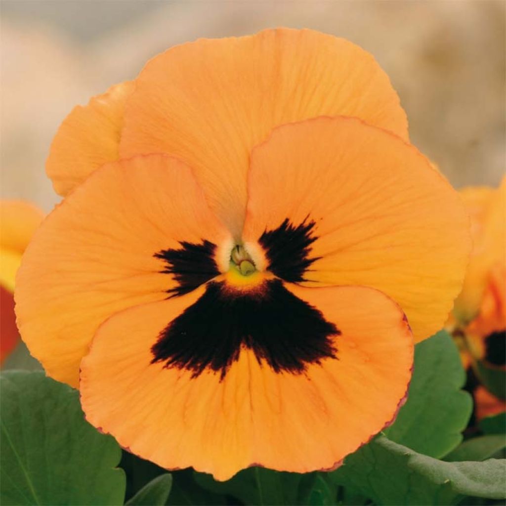 Tarhaorvokki Inspire F1 Orange with Blotch