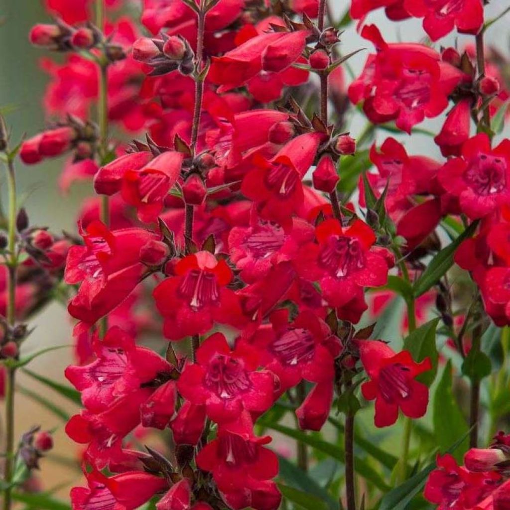 Pipo Harlequin Red