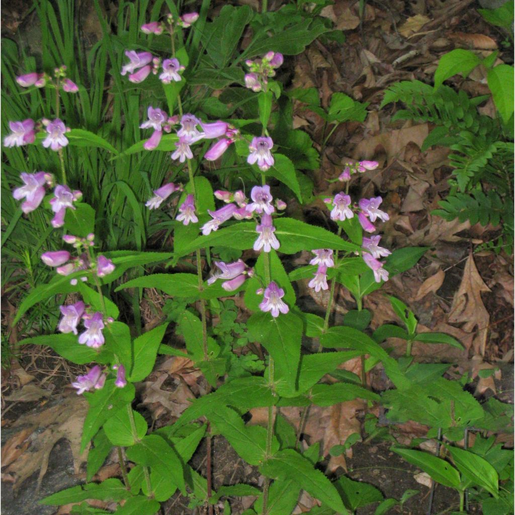 Carolinanpipo - Penstemon smallii