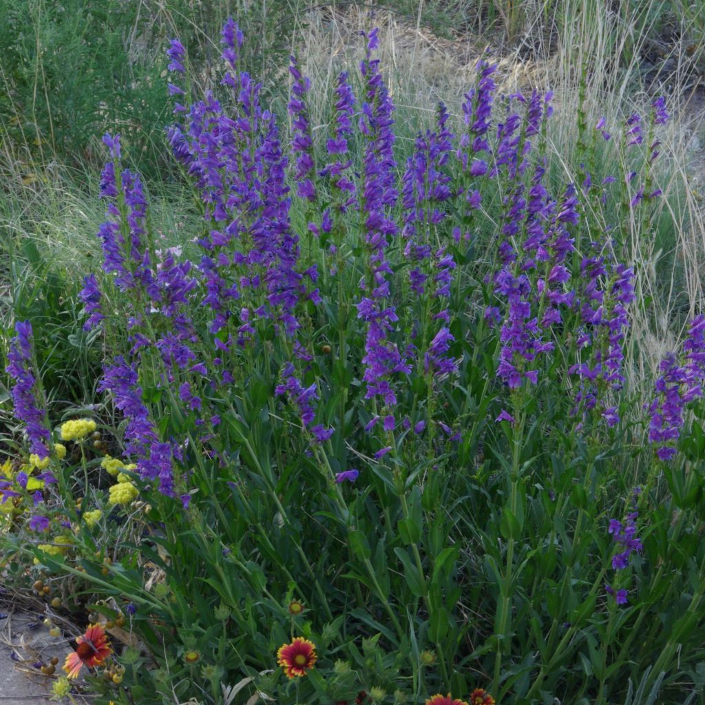 Pystypipo - Penstemon strictus