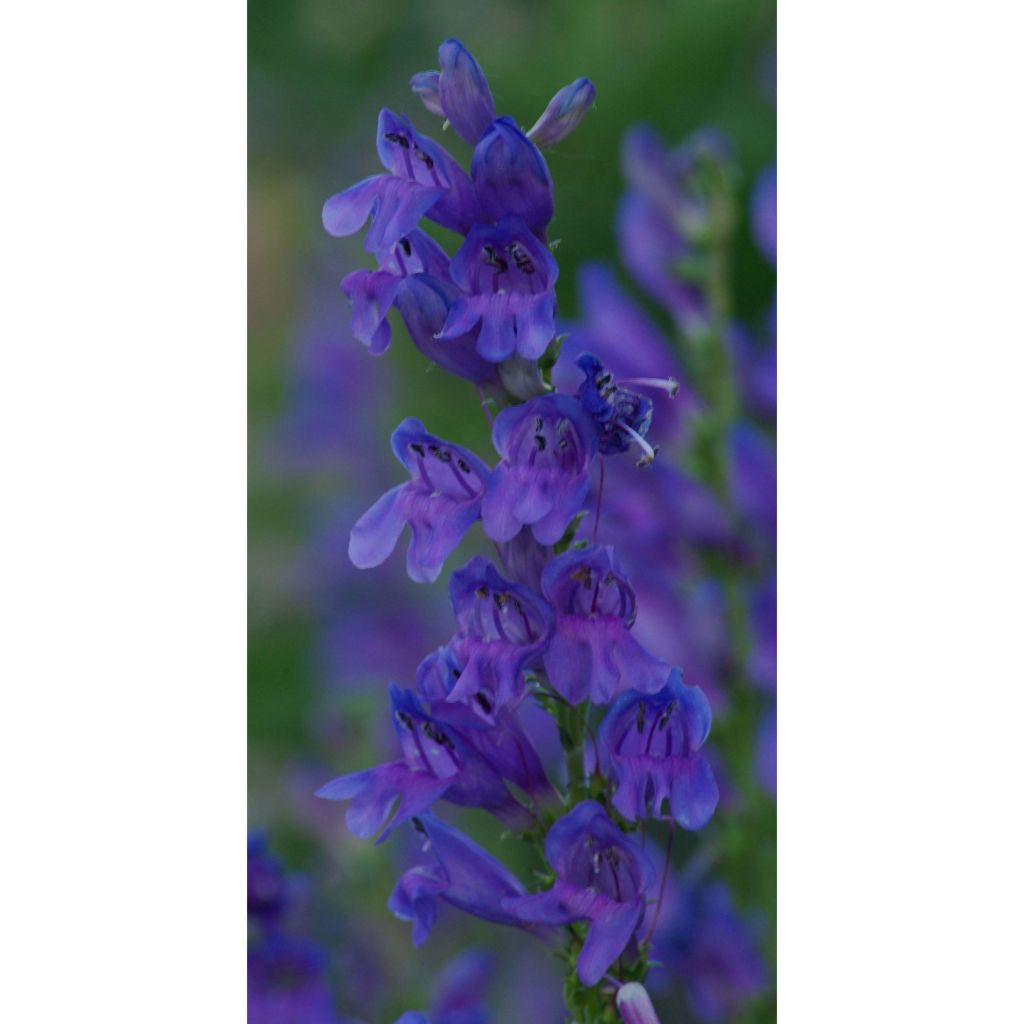 Pystypipo - Penstemon strictus