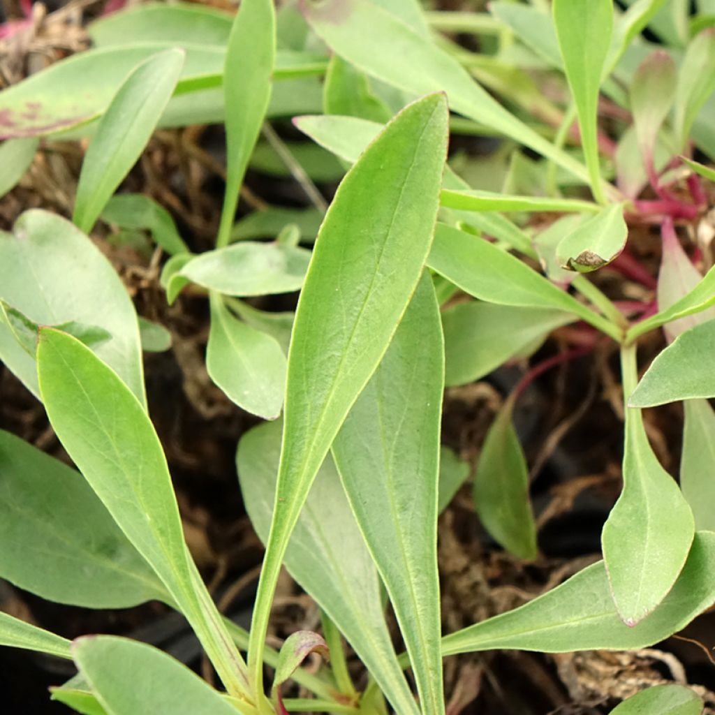Pystypipo - Penstemon strictus