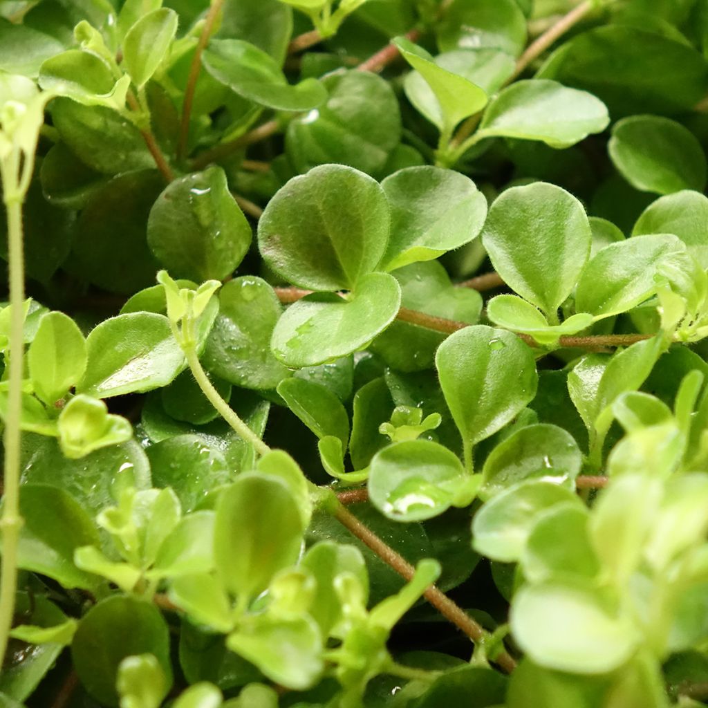 Pennimuori - Peperomia rotundifolia