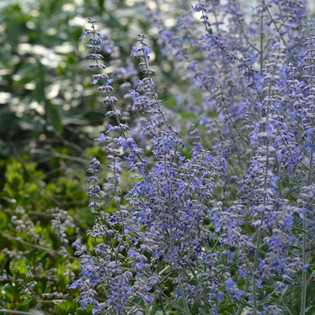 Sulkapiiska Blue Spire
