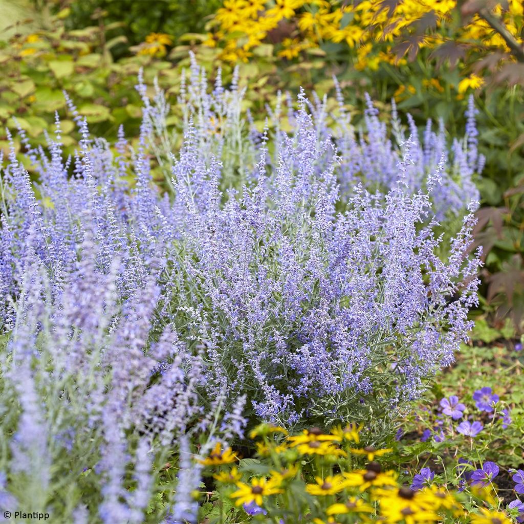 Sulkapiiska Lacey Blue
