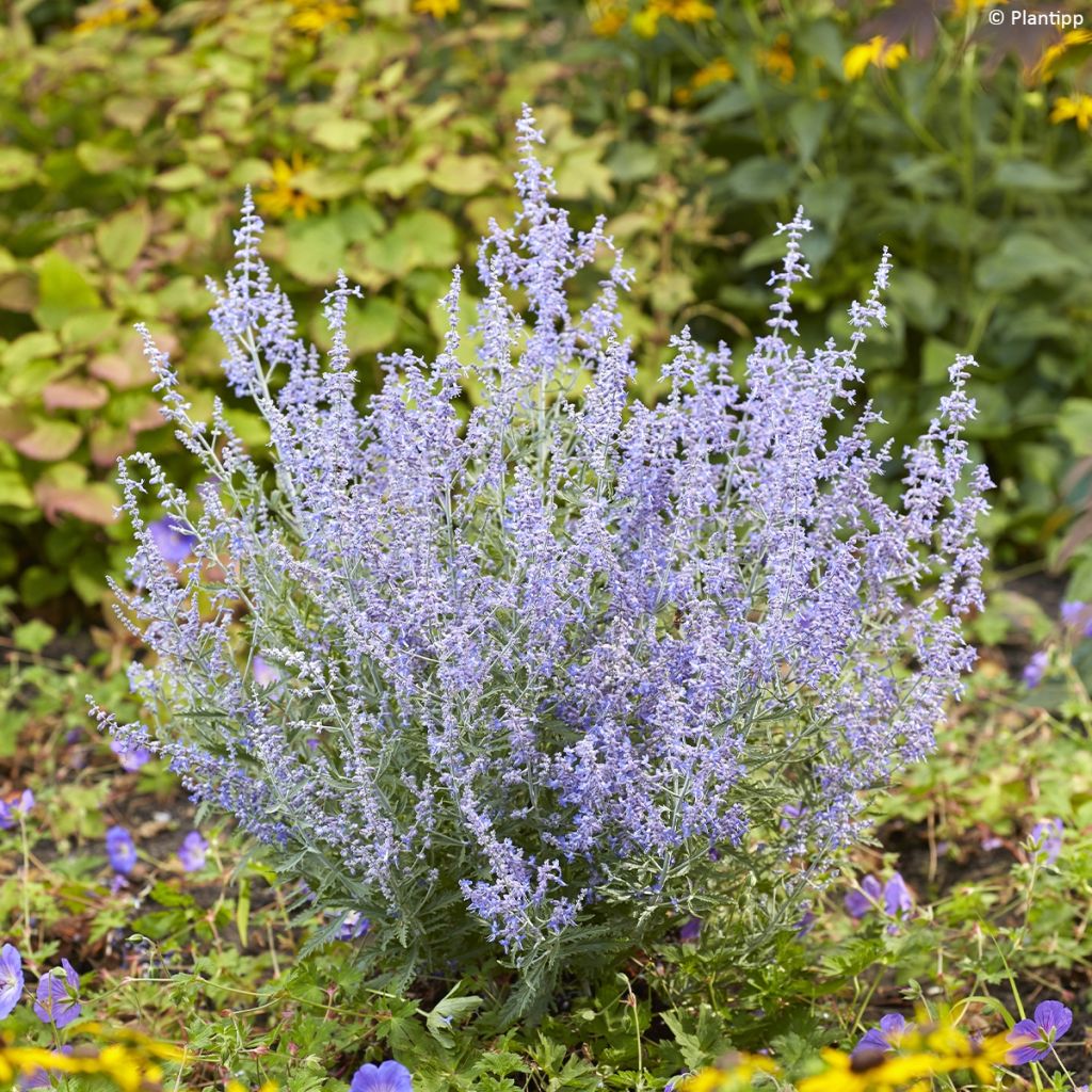 Sulkapiiska Lacey Blue