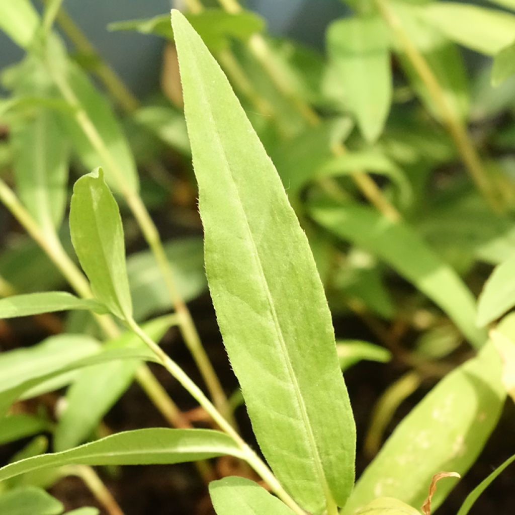 Vesitatar - Persicaria amphibia