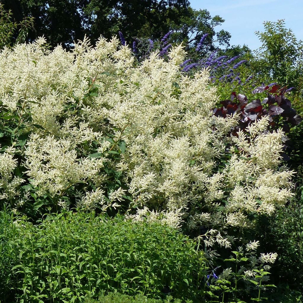 Ukontattare - Persicaria polymorpha