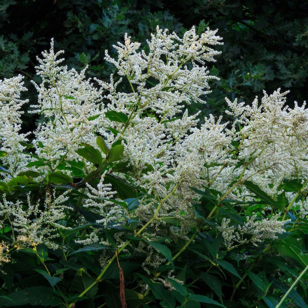 Ukontattare - Persicaria polymorpha