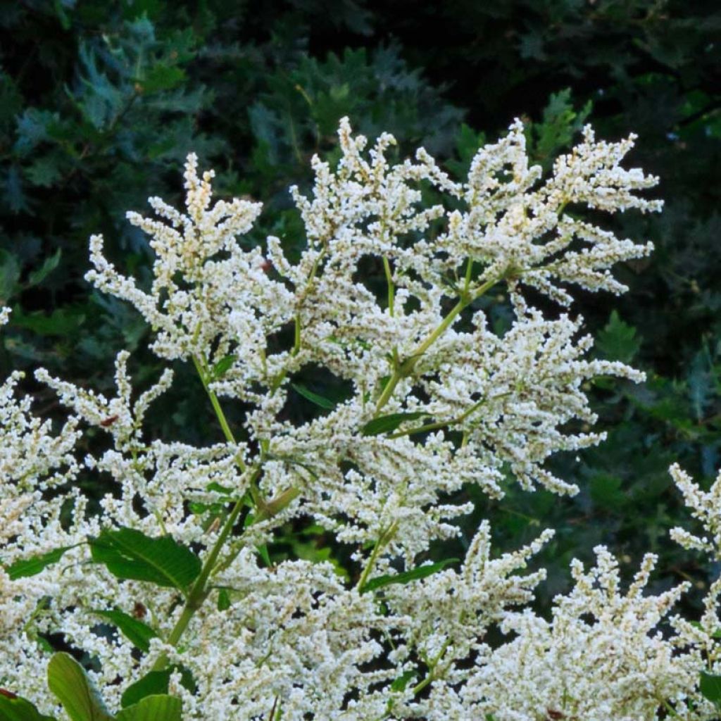 Ukontattare - Persicaria polymorpha