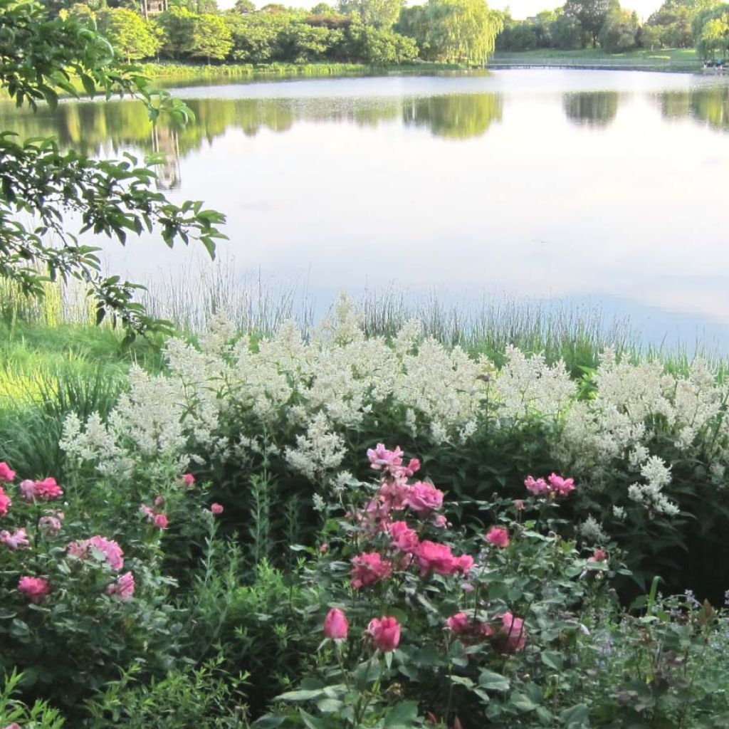 Ukontattare - Persicaria polymorpha