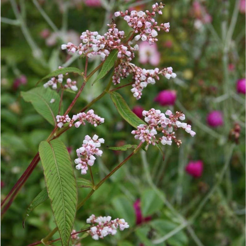 Ukontattare - Persicaria campanulata
