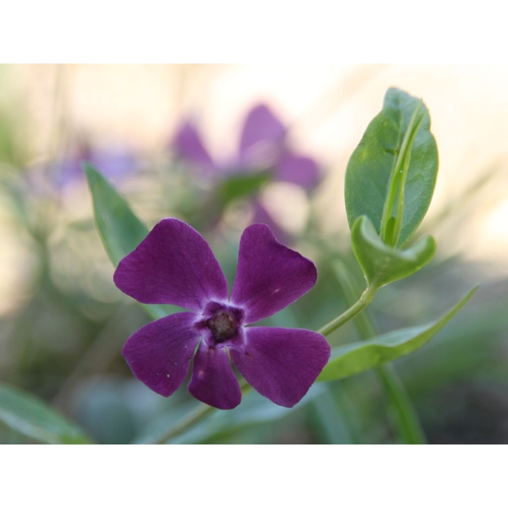 Pikkutalvio Atropurpurea