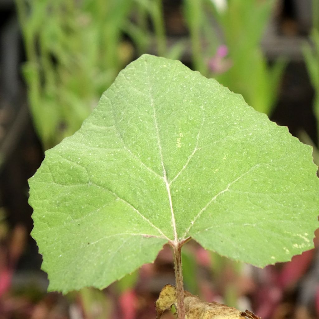 Japaninruttojuuri Giganteus