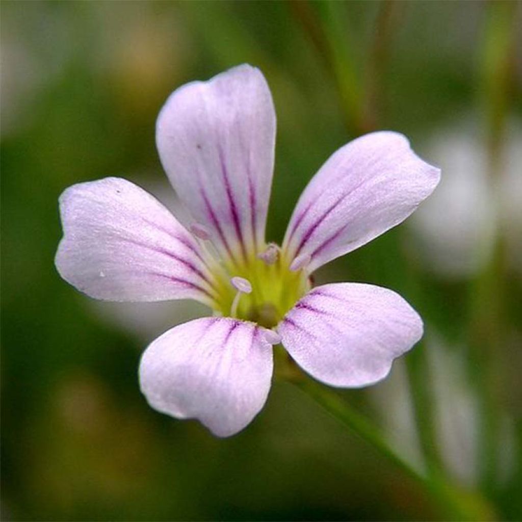 Kalliokehtoneilikka - Petrorhagia saxifraga