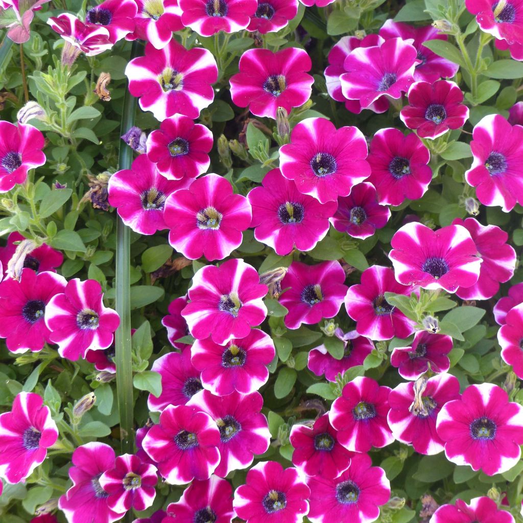 Tarhapetunia Bicolor Cabernet
